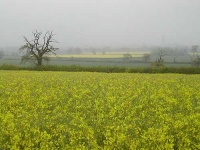 image of rapeseed