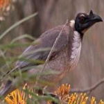 image of bird