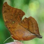 image of animal