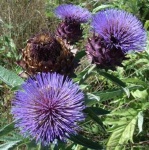 image of artichoke_flower #48