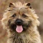 image of animal