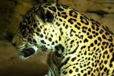 image of jaguar_car