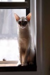 image of animal