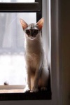 image of abyssinian #13