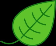 image of leaf