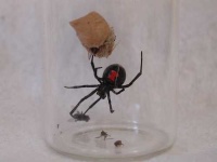 image of black_widow