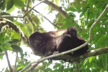 image of howler_monkey