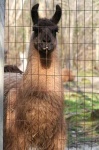 image of llama