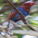 image of bird