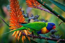 image of lory