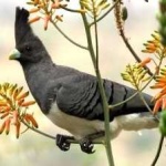 image of bird