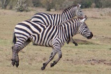 image of zebra #9