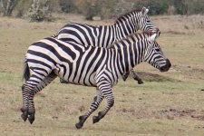 image of zebra