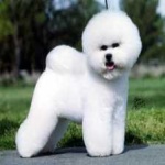 image of animal