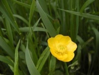 image of flower