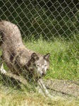 image of timber_wolf