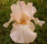 image of flower