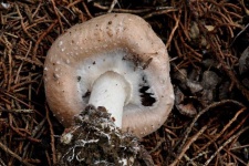 image of mushrooms
