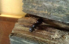 image of animal