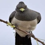 image of bird