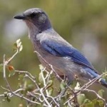 image of bird