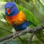 image of bird
