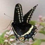 image of animal