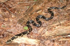 image of king_snake