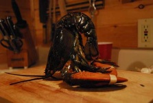 image of american_lobster
