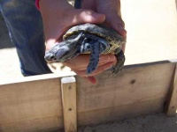 image of terrapin