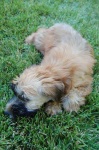 image of soft_coated_wheaten_terrier