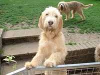 image of otterhound