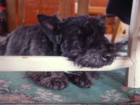 image of scotch_terrier