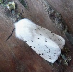 image of animal