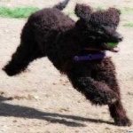 image of animal