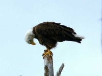 image of bald_eagle