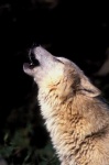 image of white_wolf #0