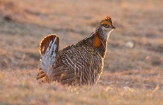 image of prairie_chicken