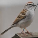 image of bird