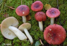 image of mushrooms
