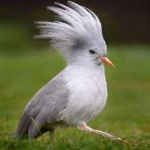 image of bird
