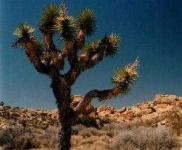 image of joshua_tree