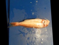 image of fish
