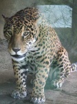image of jaguar_car