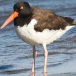 image of bird