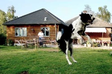 image of border_collie #32