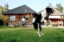 image of border_collie