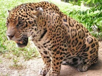 image of jaguar_car