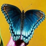 image of animal