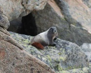 image of marmot